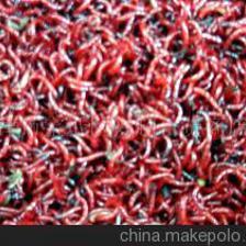 天津市寶坻區(qū)興超百貨商店鮮紅蟲(chóng)供應(yīng)與代理加盟指南